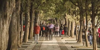 游客在北京颐和园的梧桐树下散步