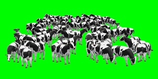 牛群绿屏(可循环)