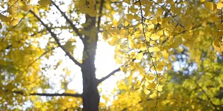 淘金:阳光下的银杏叶和树