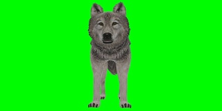 Wolf空闲绿屏(可循环)