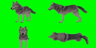 狼吃绿屏(可循环)