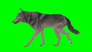 狼行绿幕(可循环)视频素材模板下载