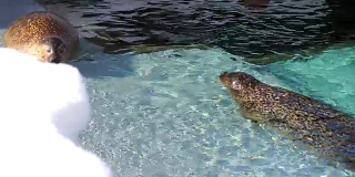 海豹躺在水中