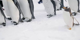 小企鹅和家人