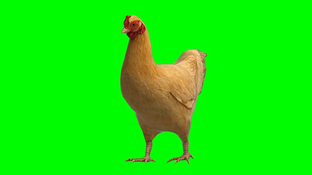 鸡动动物绿屏(可循环)
