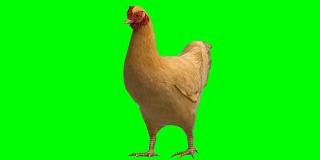 鸡动动物绿屏(可循环)