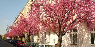春天在柏林