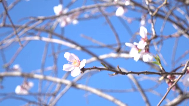 晴空上摇摆杏花的超高清视频