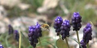 薰衣草花上大黄蜂的慢动作高清视频