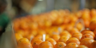 在橙色工业中选择水果