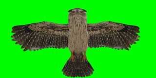 猫头鹰滑翔绿幕(可循环)