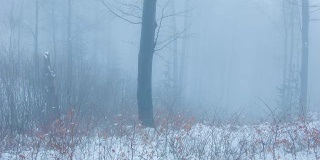 森林在雾中