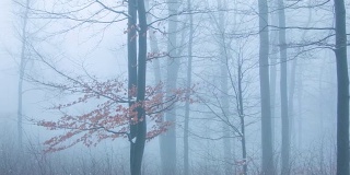 森林在雾中