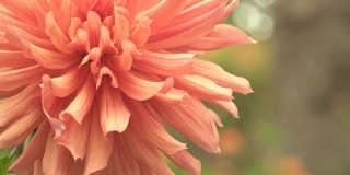 多莉:植物园里的大花橙花