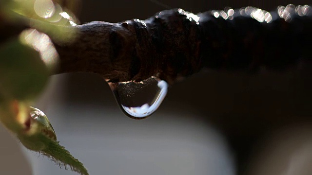 水滴从樱花滴下