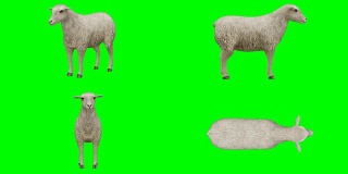 羊闲绿屏(可循环)