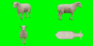 羊走绿屏(可循环)