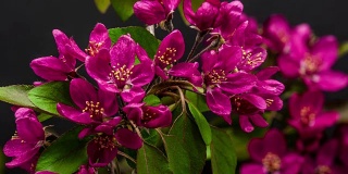 紫色王子海棠花盛开的时间流逝，在黑色的背景。海棠紫太子花生长。
