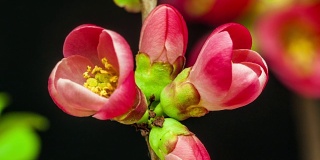 日本海棠花盛开在一个时间流逝的视频，以黑色的背景。花海棠花生长。