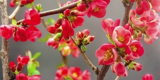 日本海棠花盛开在一个时间流逝的视频，以黑色的背景。花海棠花生长。