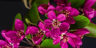 紫色王子海棠花盛开的时间流逝，在黑色的背景。海棠紫太子花生长。