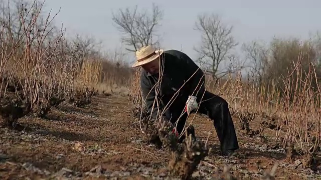 熟练的园丁在早春修剪树枝