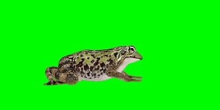 Frog Idle Green Screen(可循环)
