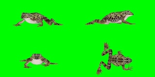 青蛙绿屏(可循环使用)