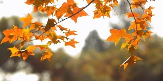 淘金:象征秋天的季节