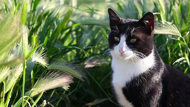 猫环顾四周，然后躺下