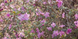 春天紫花的特写