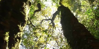 淘金:泰国热带森林中的日出
