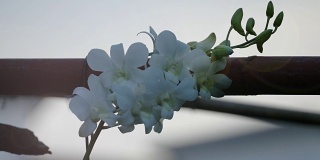 花园里的白色兰花