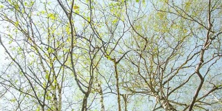 桦树春天叶子