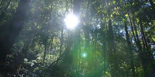 淘金:泰国茂密的热带森林中的日出