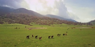 无人机鸟瞰意大利风景:野地里的野马