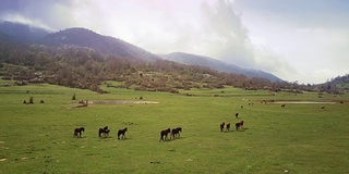 无人机鸟瞰意大利风景:野地里的野马