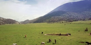 无人机鸟瞰意大利风景:野地里的野马