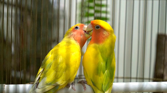 爱情鸟