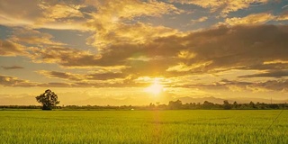 时间流逝:稻田和早晨美丽的日出