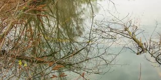 水面上的干树枝