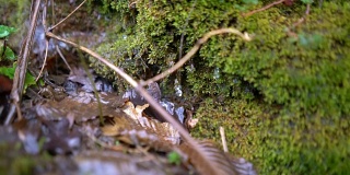 水滴从苔藓上落下