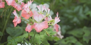 多莉:粉红色和白色的小花。