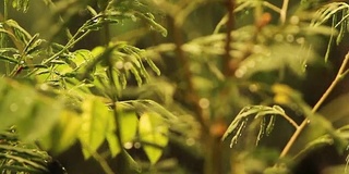 泰国雨季的雨滴