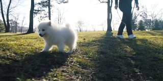 白色博美犬，在公园散步，嚼东西