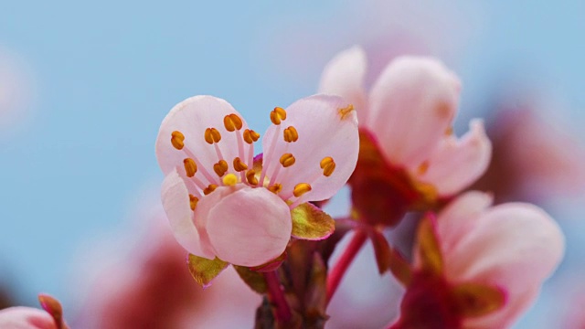 在一个时间流逝的电影里，野梅花在蓝色的背景下绽放。在移动的时间流逝中生长的樱桃。