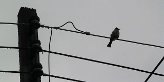 泰国季风季节的电线上的鸟