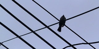 泰国季风季节的电线上的鸟