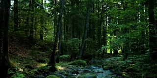 流淌在绿色森林中的小溪