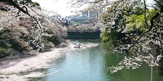 日本樱花在河边盛开